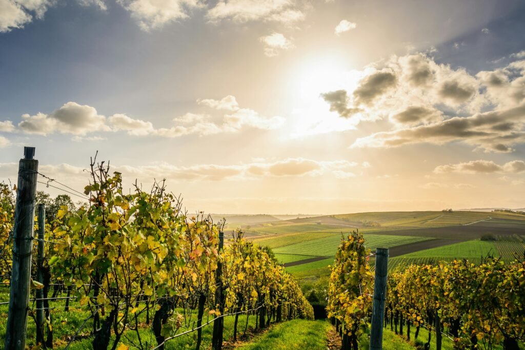 10 Must-Visit Local Businesses in Mornington Peninsula